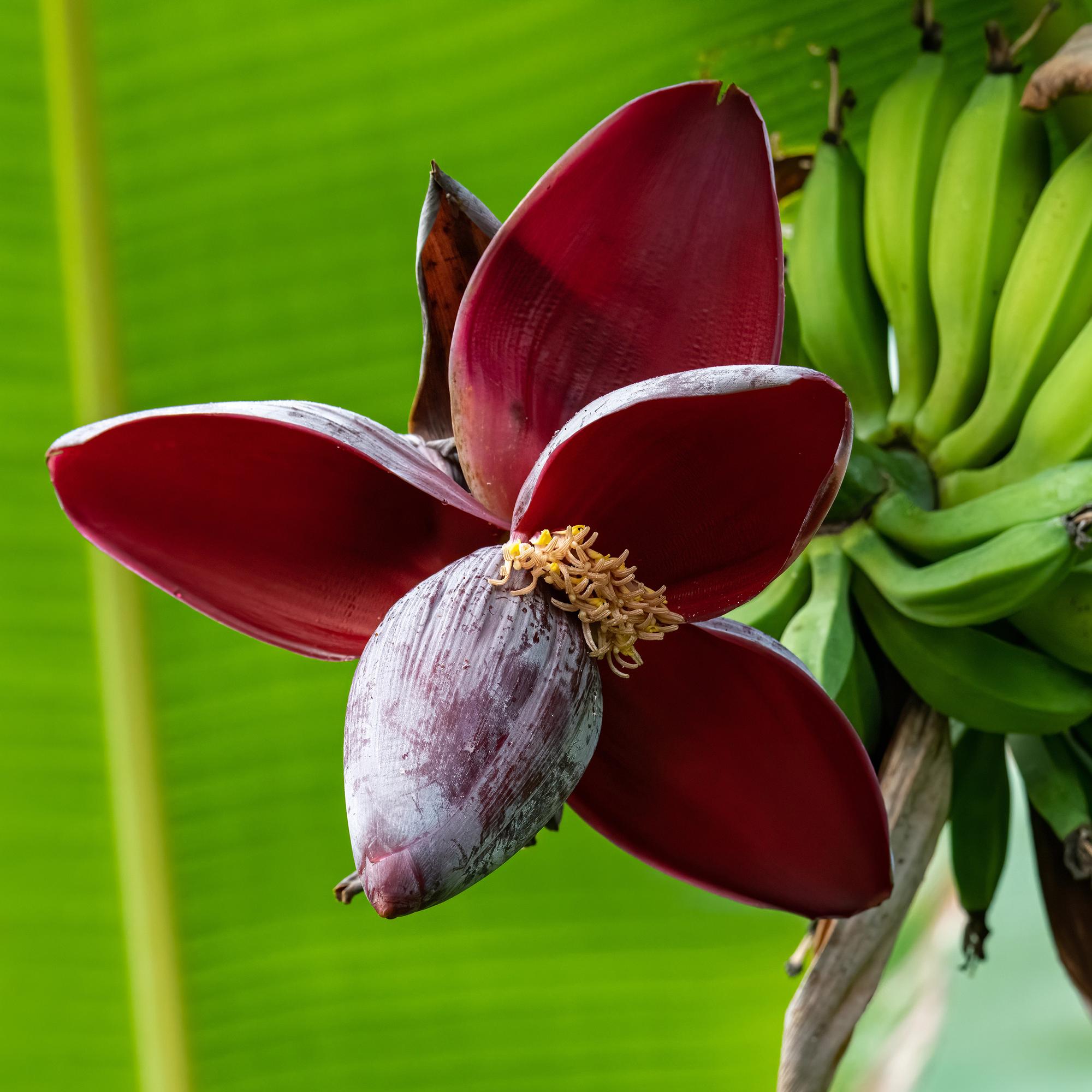 Bananenpflanze Musa sikkimensis Red Tiger – Tropische Gartenbanane – Ø12cm, Höhe ca. 30cm – Plant