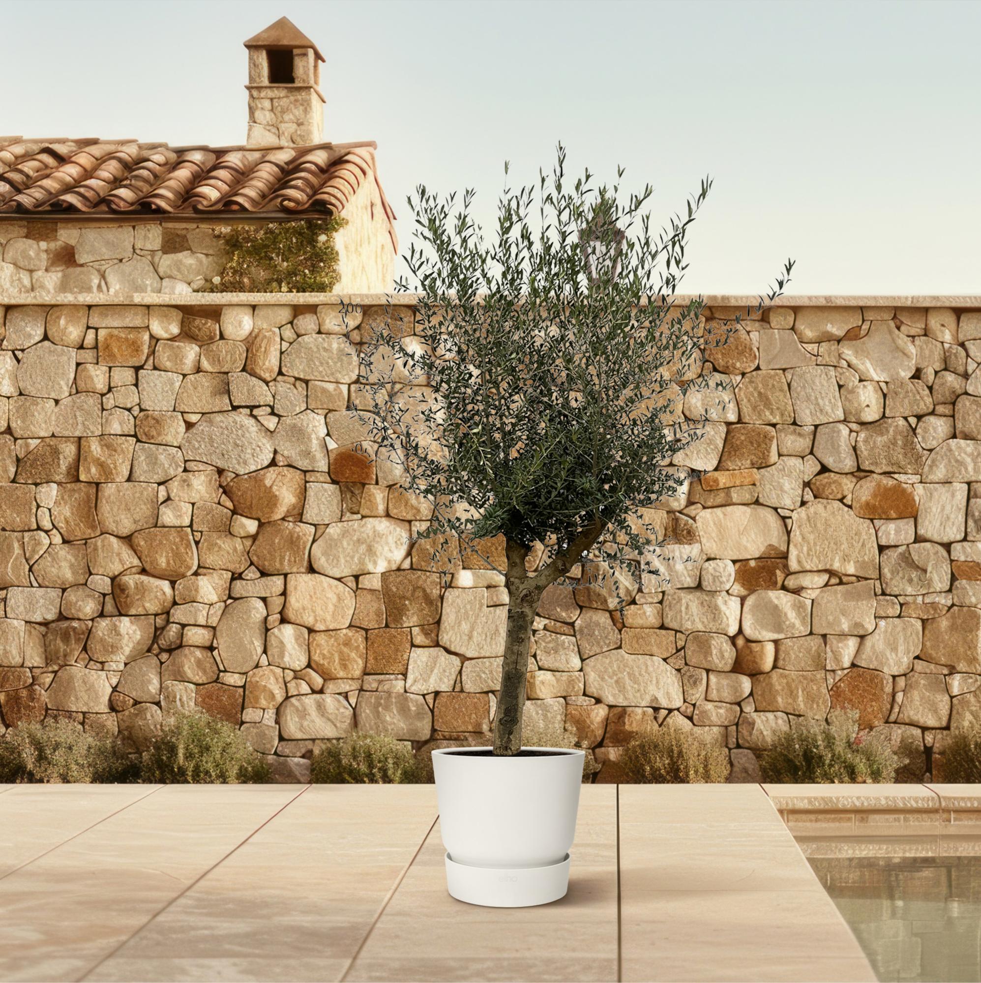 Olivenbaum Olea Lorc – ca. 200cm hoch – Ø45cm – Mediterrane Zimmer – & Gartenpflanze – Immergrün & pflegeleicht – Für sonnige Standorte – Plant