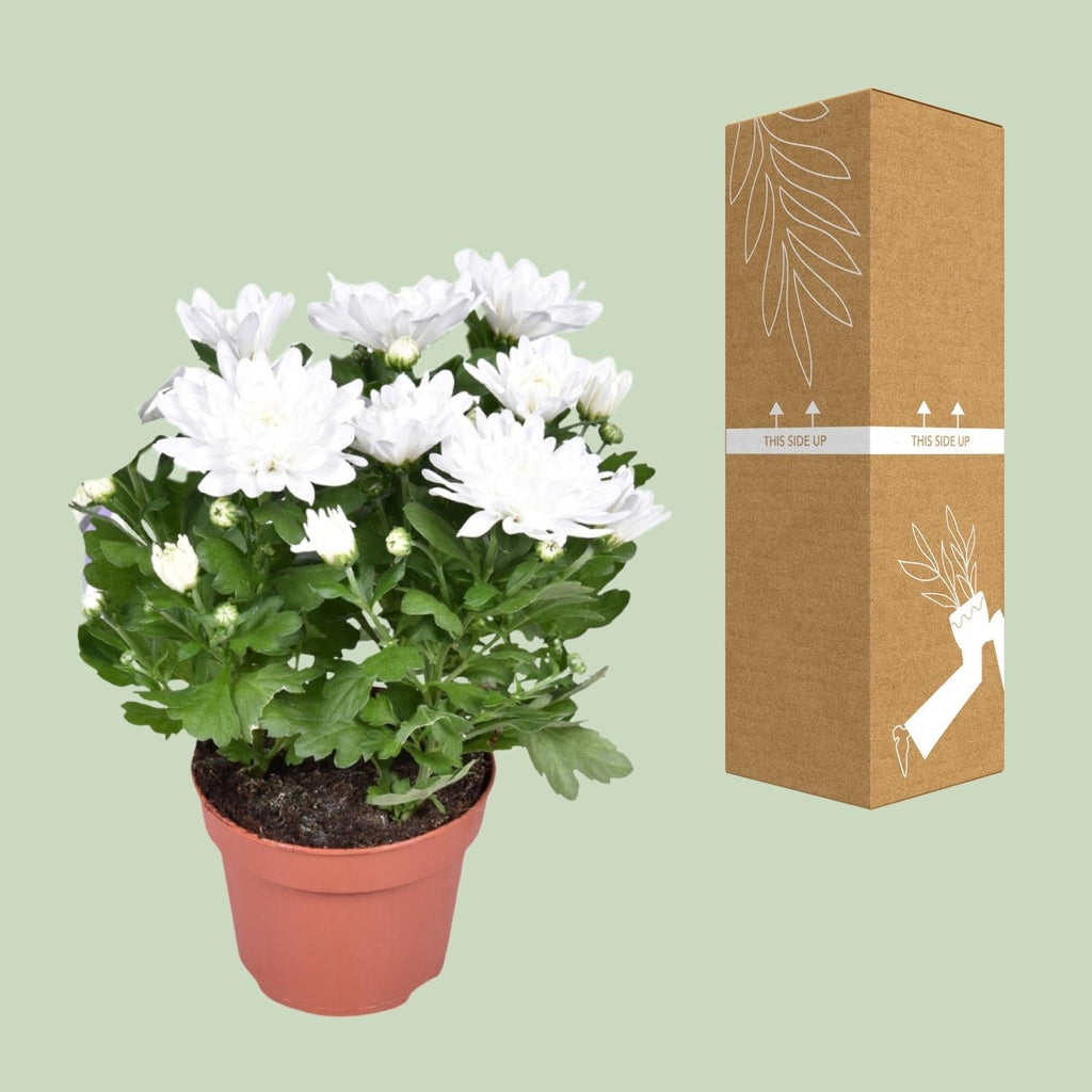 Chrysanthemum ‘Brave’ – Polster – Chrysantheme – Outdoorpflanze – Ø12cm – ↕26cm – Herbstblüher – Pflegeleicht & farbenfroh – Plant