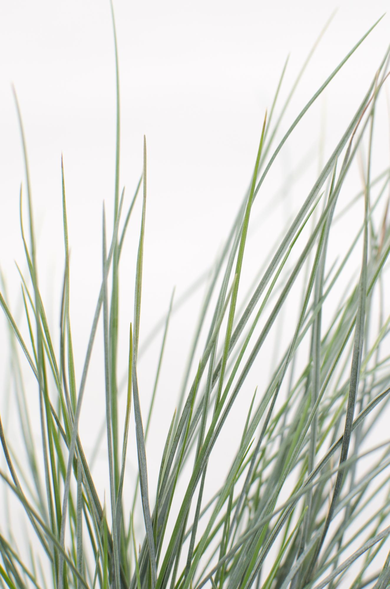 Blauschwingel Festuca glauca Azura Blue Ø14cm – Höhe ca.30cm – silberblaues Ziergras winterhart & immergrün – Plant