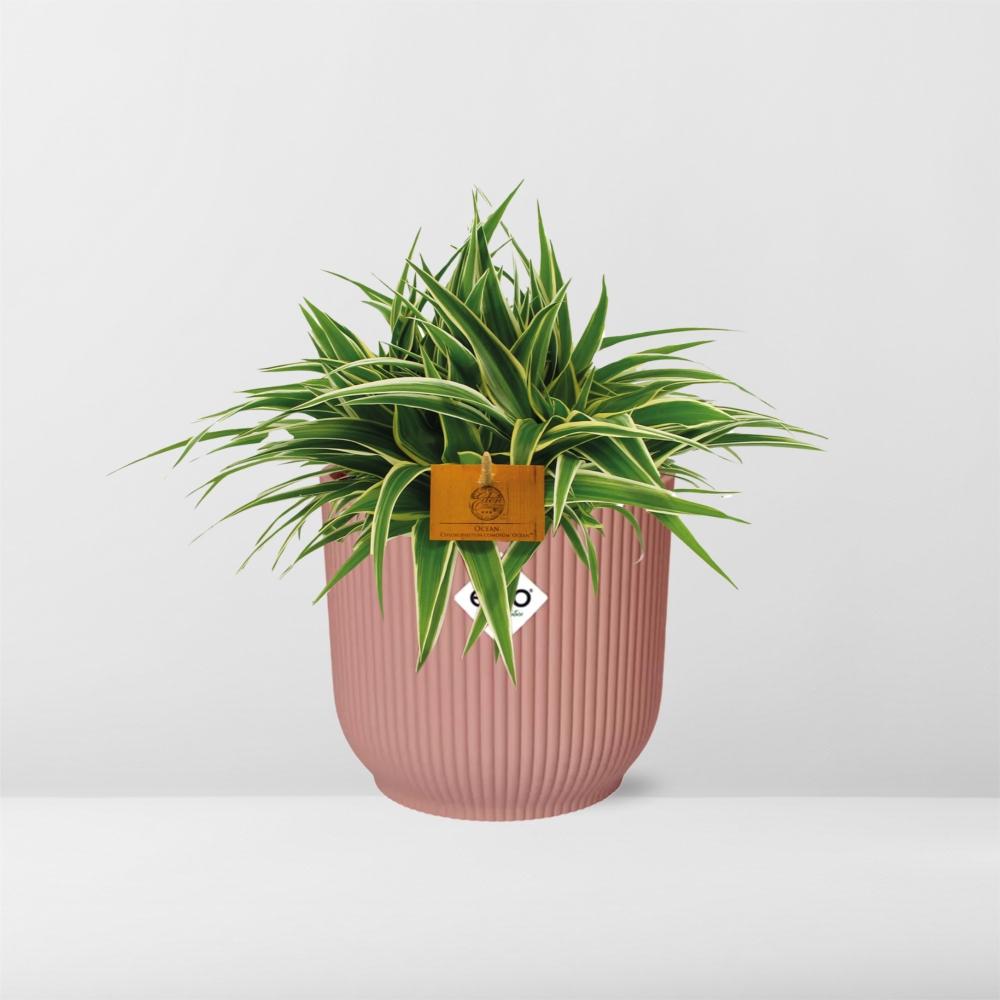 Grünlilie – Chlorophytum Ocean – ca. 15cm Höhe – Zimmerpflanze mit weißen Blattstreifen – luftreinigend & pflegeleicht – Topfgröße Ø16cm – Plant