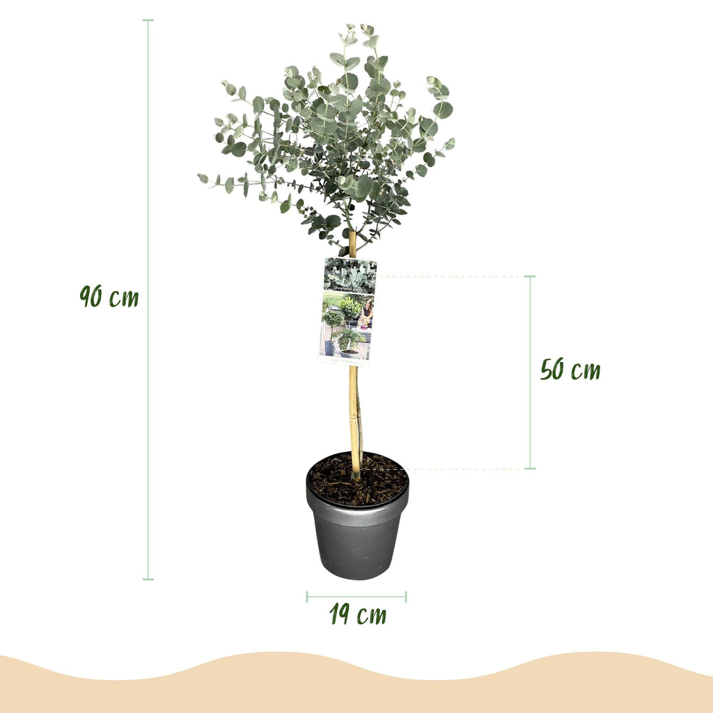 Eukalyptus Eucalyptus gunnii Azura – 19cm – Höhe ca. 90cm – Immergrüne winterharte Terrassenpflanze mit graugrünen duftenden Blättern – Plant