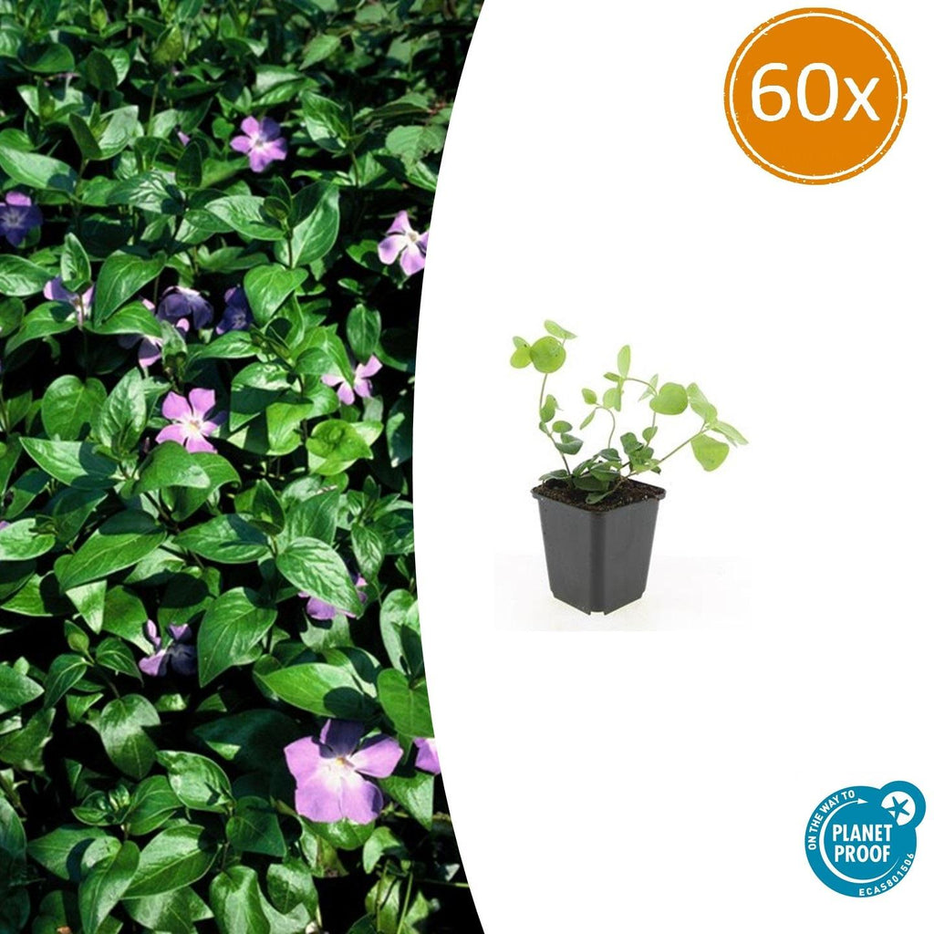 Großes Immergrün Vinca major – ↕10-25cm – Ø9cm – Immergrüner Bodendecker mit violett – blauen Blüten – Plant