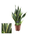Sansevieria Futura Superba – Bogenhanf – Ø14cm – ↕45cm – Pflegeleichte Zimmerpflanze mit gelb – grünem Blattmuster – Luftreinigend – Plant