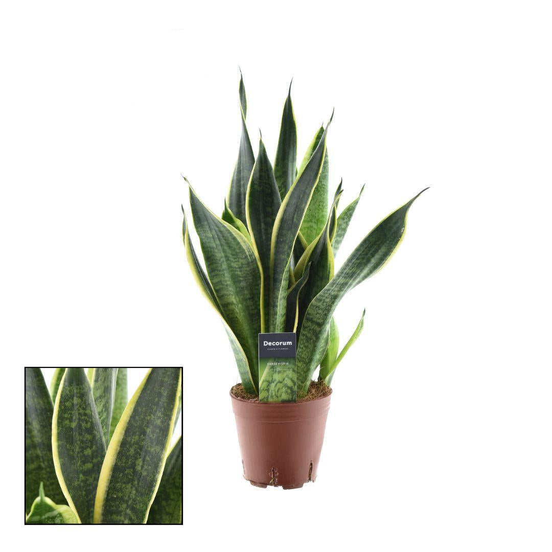 Sansevieria Futura Superba – Bogenhanf – Ø14cm – ↕45cm – Pflegeleichte Zimmerpflanze mit gelb – grünem Blattmuster – Luftreinigend – Plant
