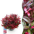Traubenheide Leucothoe Zeblid – 17cm Höhe ca.45cm – Immergrün & farbintensiv – Rotes Laub – Pflegeleichter dekorativer Zierstrauch – Plant