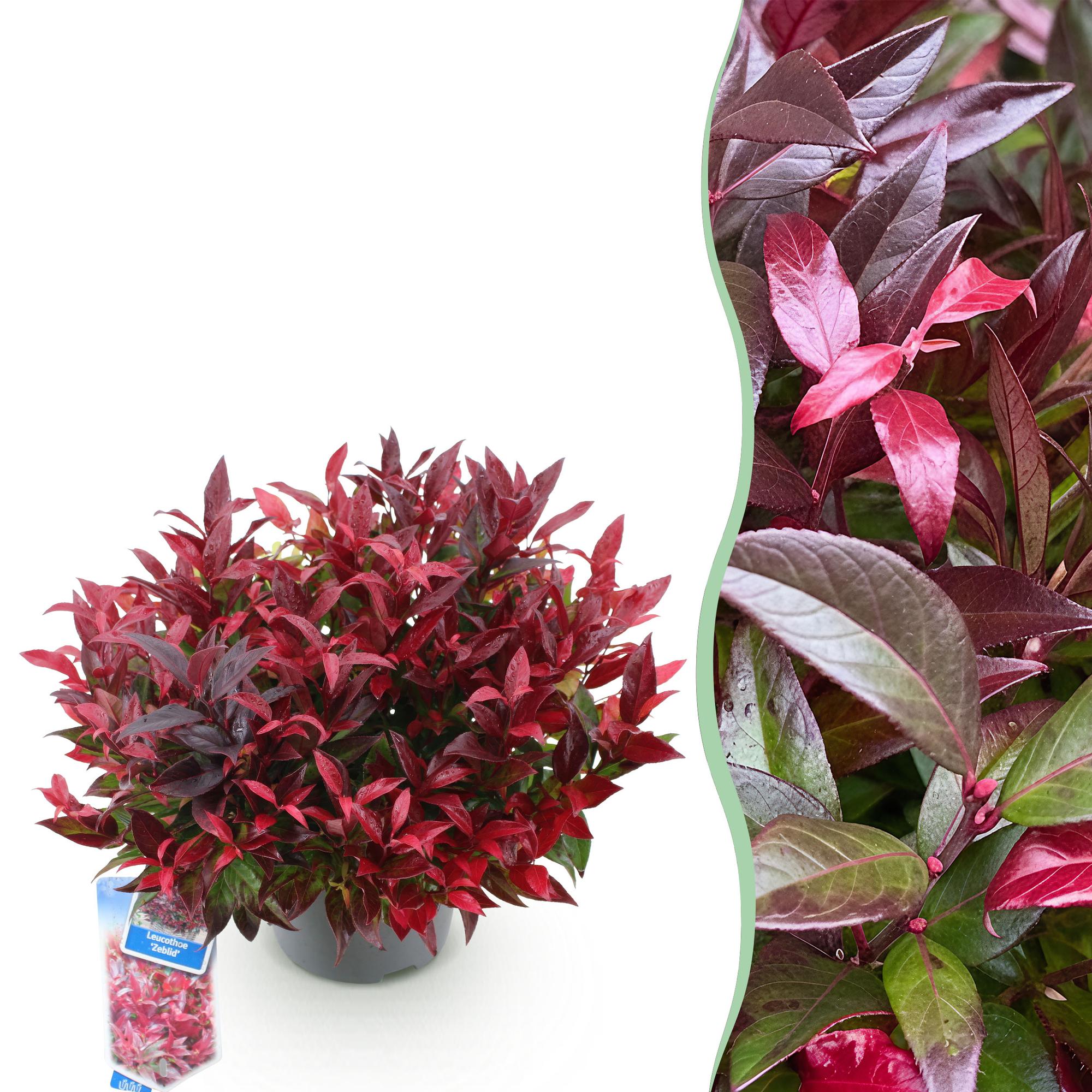 Traubenheide Leucothoe Zeblid – 17cm Höhe ca.45cm – Immergrün & farbintensiv – Rotes Laub – Pflegeleichter dekorativer Zierstrauch – Plant