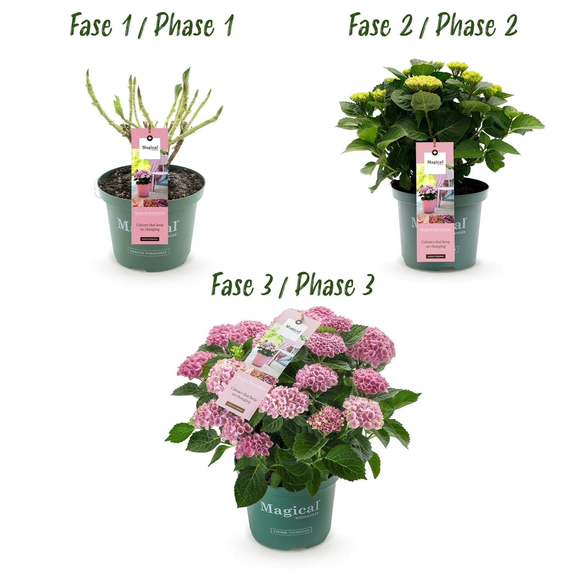 Hortensie Magical Revolution Pink – Rosa – Hydrangea macrophylla – 23cm – Ca. 55cm hoch – 6-10 Blüten – Für Balkon, Terrasse & Beet – Plant