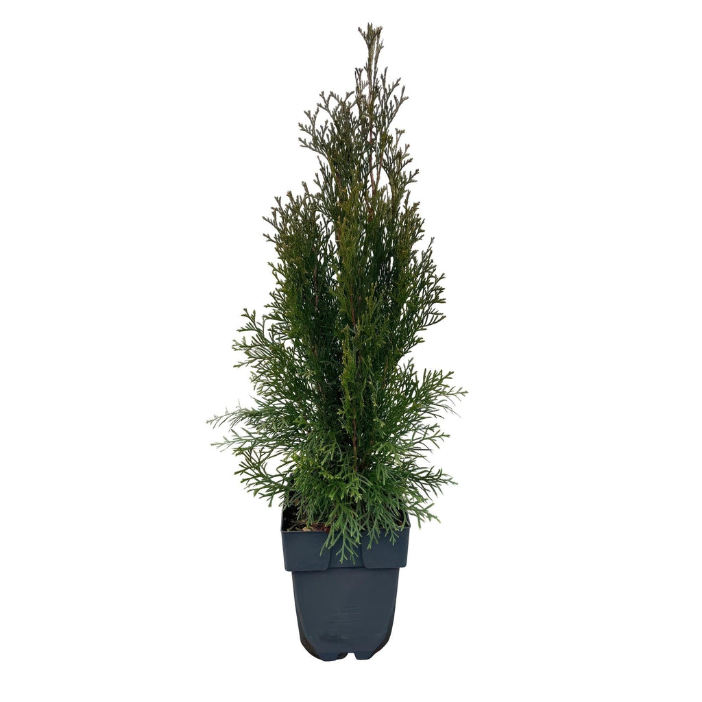 Lebensbaum Thuja occidentalis Smaragd – Immergrüne Heckenpflanze – 6 Pflanzen – 17cm x H60cm – Dichte, grüne Hecke – Plant