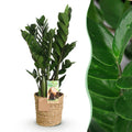 Zamioculcas – 65-75cm – 17cm inkl. Naturkorb – Pflegeleichte ZZ – Pflanze – Robuste Grünpflanze für Wohnzimmer, Büro & Schlafzimmer – Plant