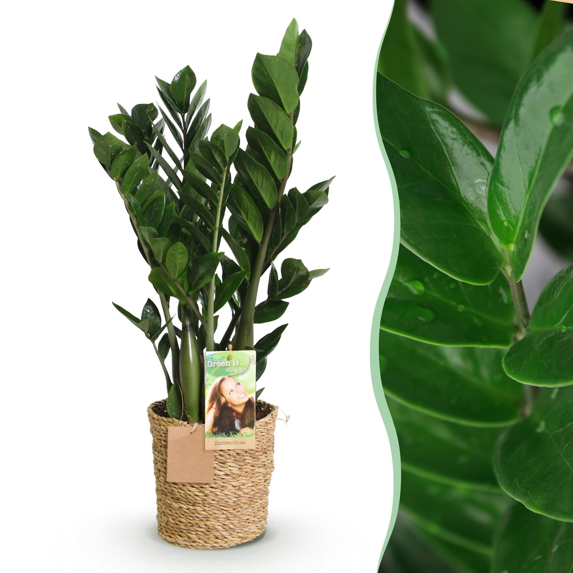 Zamioculcas – 65-75cm – 17cm inkl. Naturkorb – Pflegeleichte ZZ – Pflanze – Robuste Grünpflanze für Wohnzimmer, Büro & Schlafzimmer – Plant