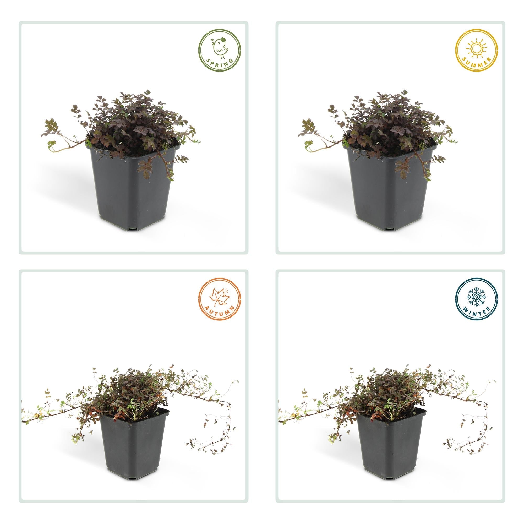 Acaena microphylla 'Kupferteppich' – Bodendecker Ø9cm – Höhe 10-25cm – Flachwachsende, pflegeleichte Pflanze – Für Garten, Steingarten & Wege – Plant