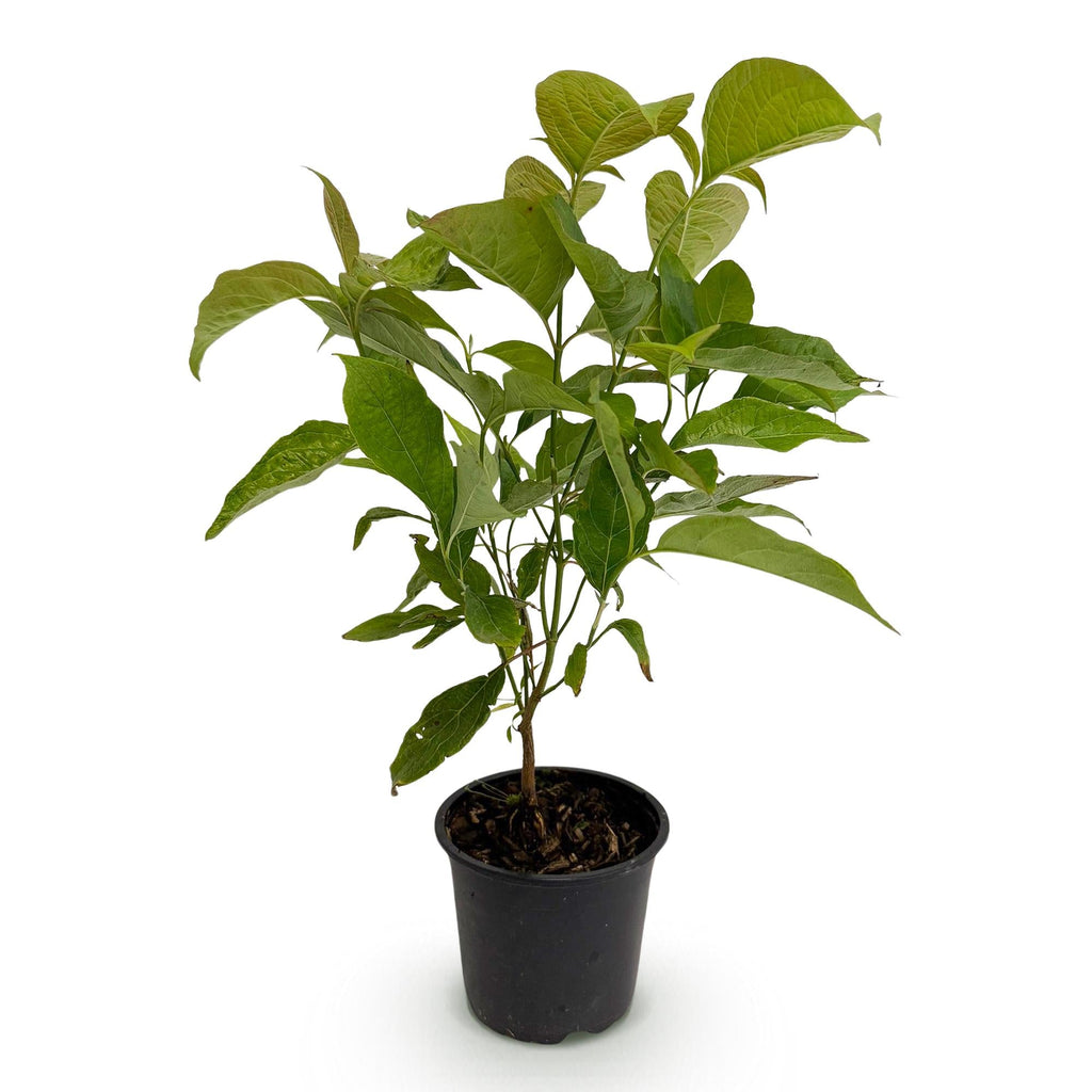 Cornus mas – 12cm – Höhe ca. 35cm – Gelbe Frühjahrsblüte & dunkelgrünes Laub – Laubabwerfender pflegeleichte Kornelkirsche für Beet, Balkon & Terrasse – Plant