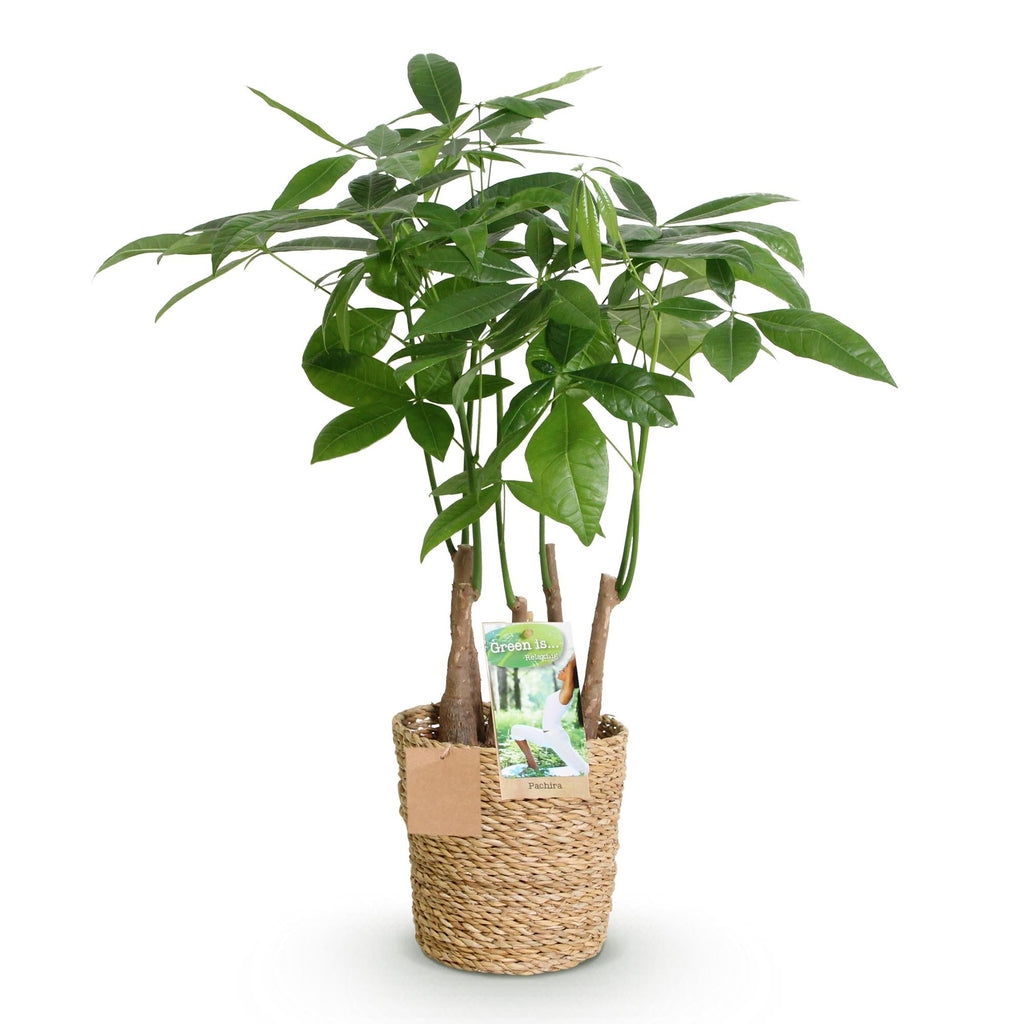 Pachira Aquatica Mehrstamm – 50-55cm – 17cm inkl. Naturkorb – Pflegeleichter Geldbaum – Plant