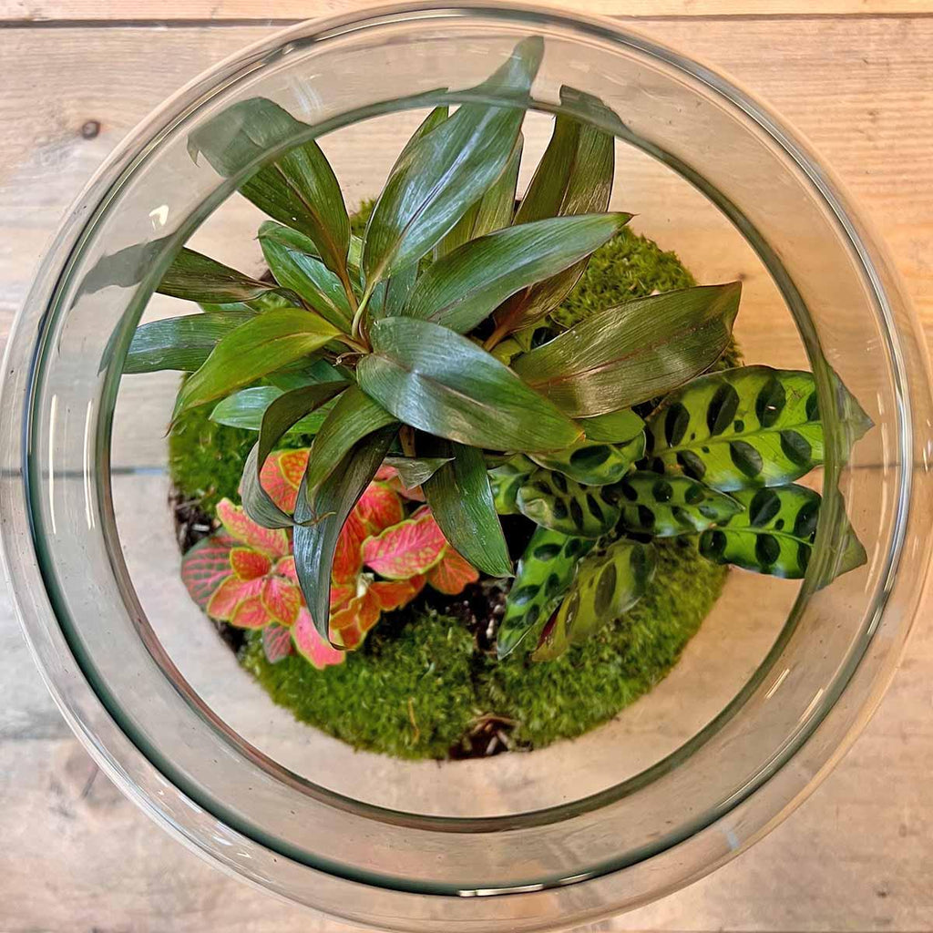 Flaschengarten DIY Bausatz – Terrarium Milky Palme – Ø21cm x 30cm – Selbstbewässerndes Mini – Ökosystem – Inklusive Anleitung – Plant