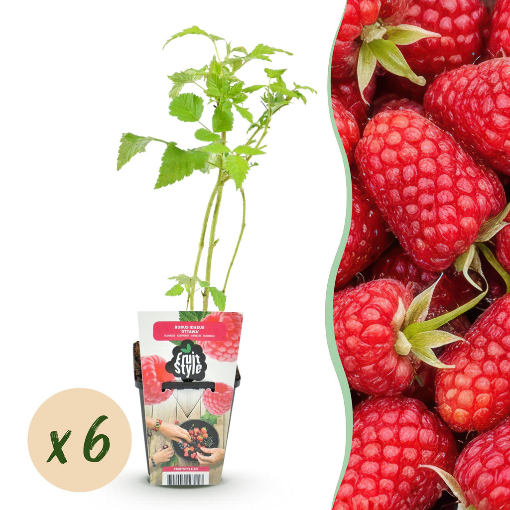 Himbeerpflanzen Rubus idaeus Heritage winterhart 6 Pflanzen Höhe 30cm Ø9cm – Rote Himbeere für Beet Balkon & Topf – Ertragreiche Obstpflanze