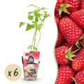 Himbeerpflanzen Rubus idaeus Heritage winterhart 6 Pflanzen Höhe 30cm Ø9cm – Rote Himbeere für Beet Balkon & Topf – Ertragreiche Obstpflanze
