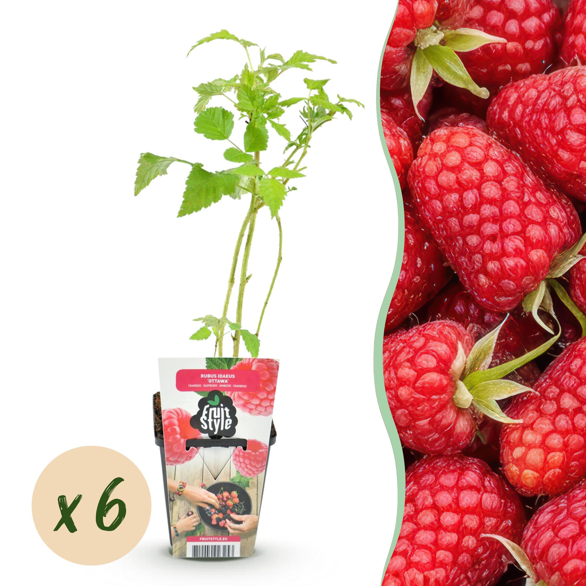 Himbeerpflanzen Rubus idaeus Heritage winterhart 6 Pflanzen Höhe 30cm Ø9cm – Rote Himbeere für Beet Balkon & Topf – Ertragreiche Obstpflanze