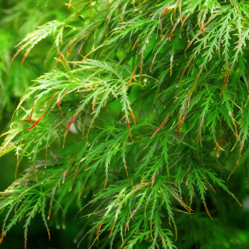 Acer palmatum Emerald Lace – 3 Pflanzen – 12cm – Höhe ca. 35cm – Filigraner Japanischer Ahorn mit grünem Spitzenlaub & lilafarbener Herbstfärbung