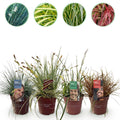 Ziergras Set – 4 Pflanzen – Immergrün & pflegeleicht – Ø17cm – ca. 50cm hoch – Intense Blue, Evergold, Ice Dance, Everflame – Plant