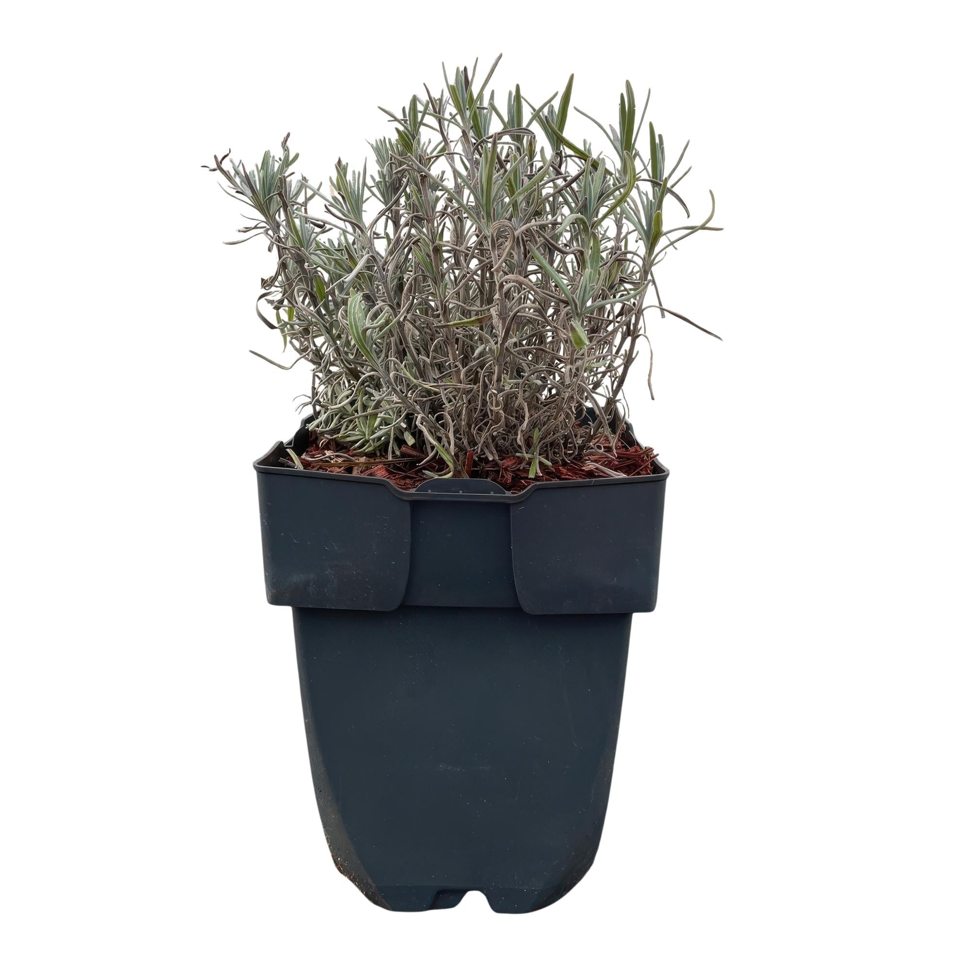 Echter Lavendel Lavandula angustifolia Hidcote – Heckenpflanze – Graues Blatt – 6 Pflanzen – 1 laufender Meter – Immergrün – 17cm Höhe 30cm – Plant