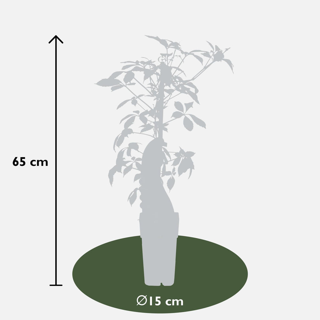 Jungfernrebe – Parthenocissus henryana – Ø15cm – ↕65cm – Farbintensive Kletterpflanze mit roter Herbstfärbung – Plant