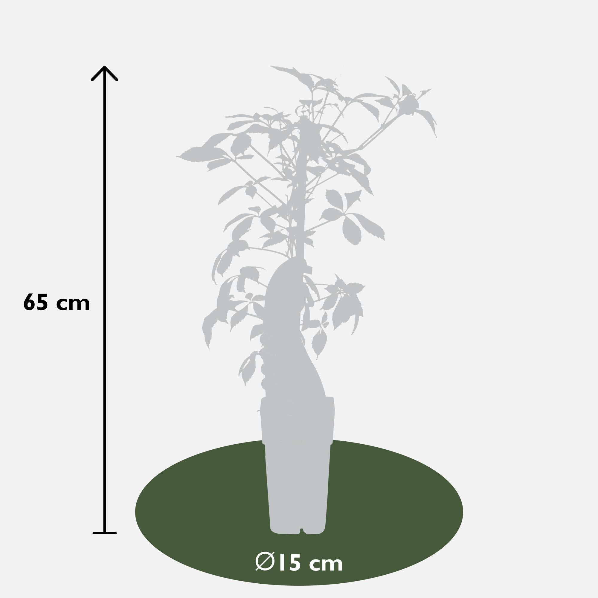 Jungfernrebe – Parthenocissus henryana – Ø15cm – ↕65cm – Farbintensive Kletterpflanze mit roter Herbstfärbung – Plant