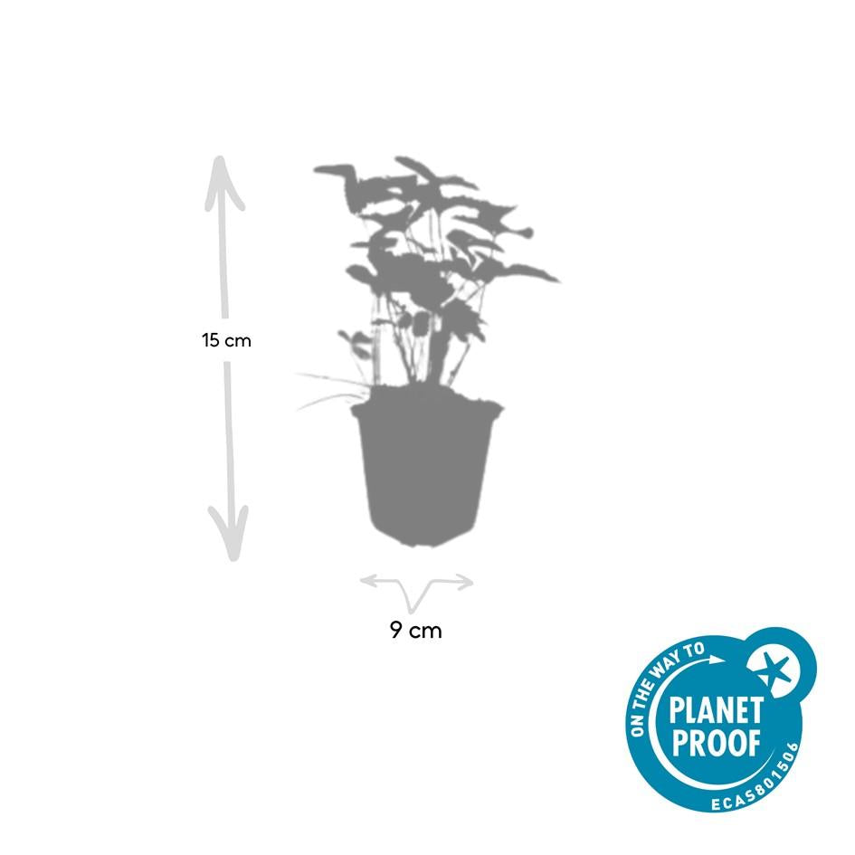 Wald – Erdbeere – Fragaria vesca – ↑10-25cm – Ø9cm – Bodendecker & Früchte, pflegeleicht, süße essbare Beeren – Plant