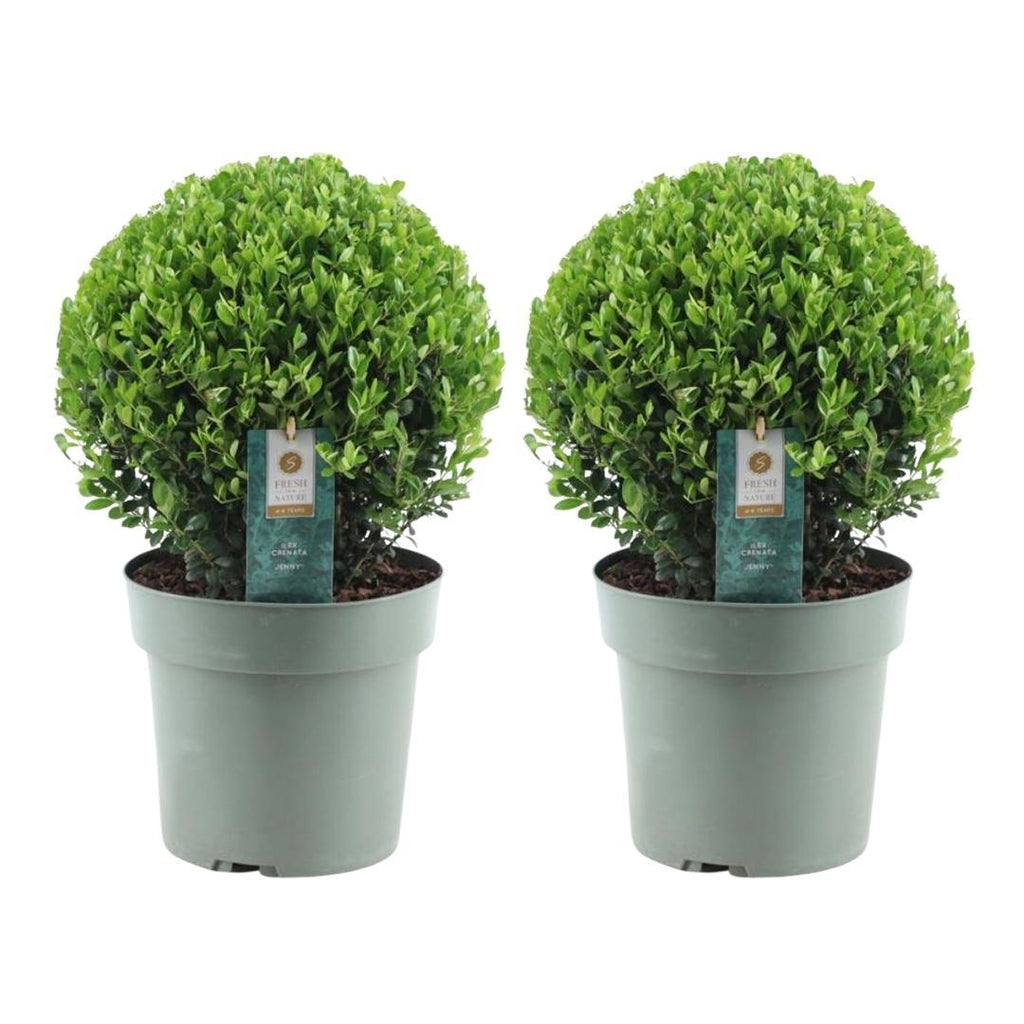 Ilex crenata 'Jenny' – Stechpalme Kugeln – Ø25cm – 2 Pflanzen – Buchsbaum – Alternative – Pflegeleichte & Winterharte Gartenpflanzen – Plant