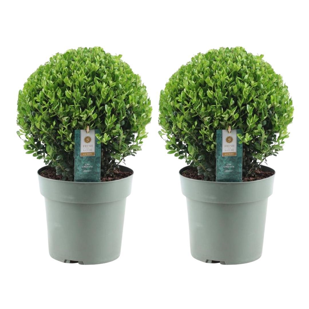 Ilex crenata 'Jenny' – Stechpalme Kugeln – Ø25cm – 2 Pflanzen – Buchsbaum – Alternative – Pflegeleichte & Winterharte Gartenpflanzen – Plant
