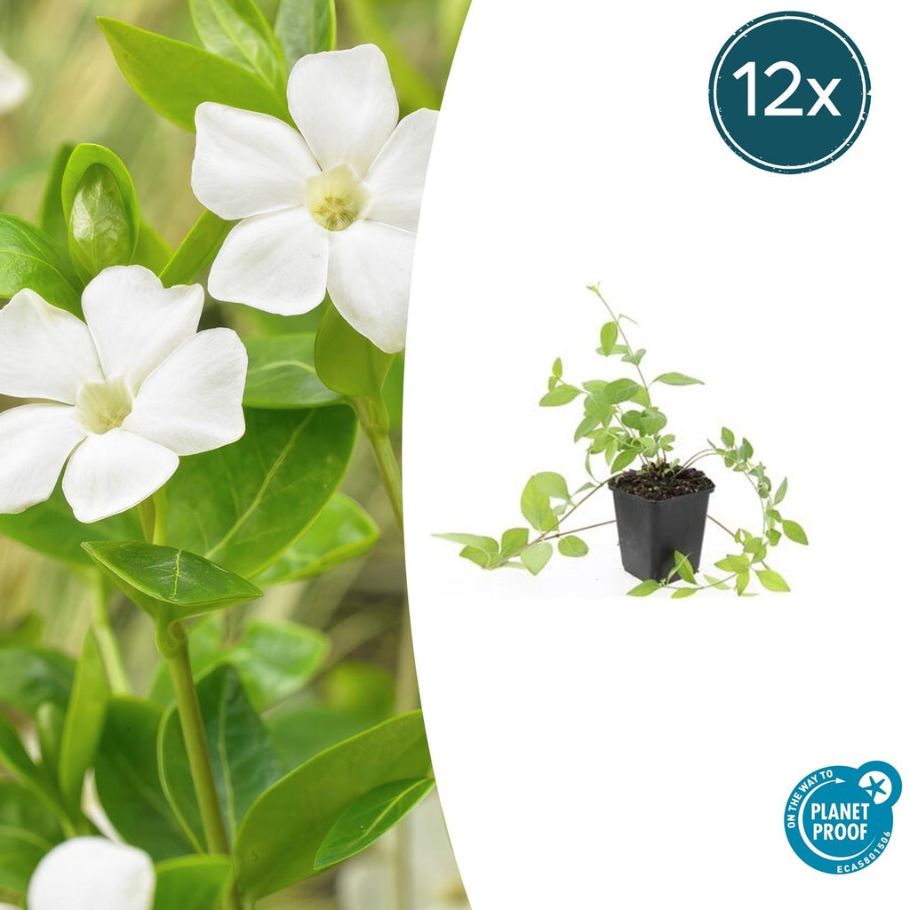 Großblättriges Immergrün Vinca major 'Alba' – Bodendecker – Ø9cm – ↕10-25cm – Weiße Blüten – pflegeleicht – Plant