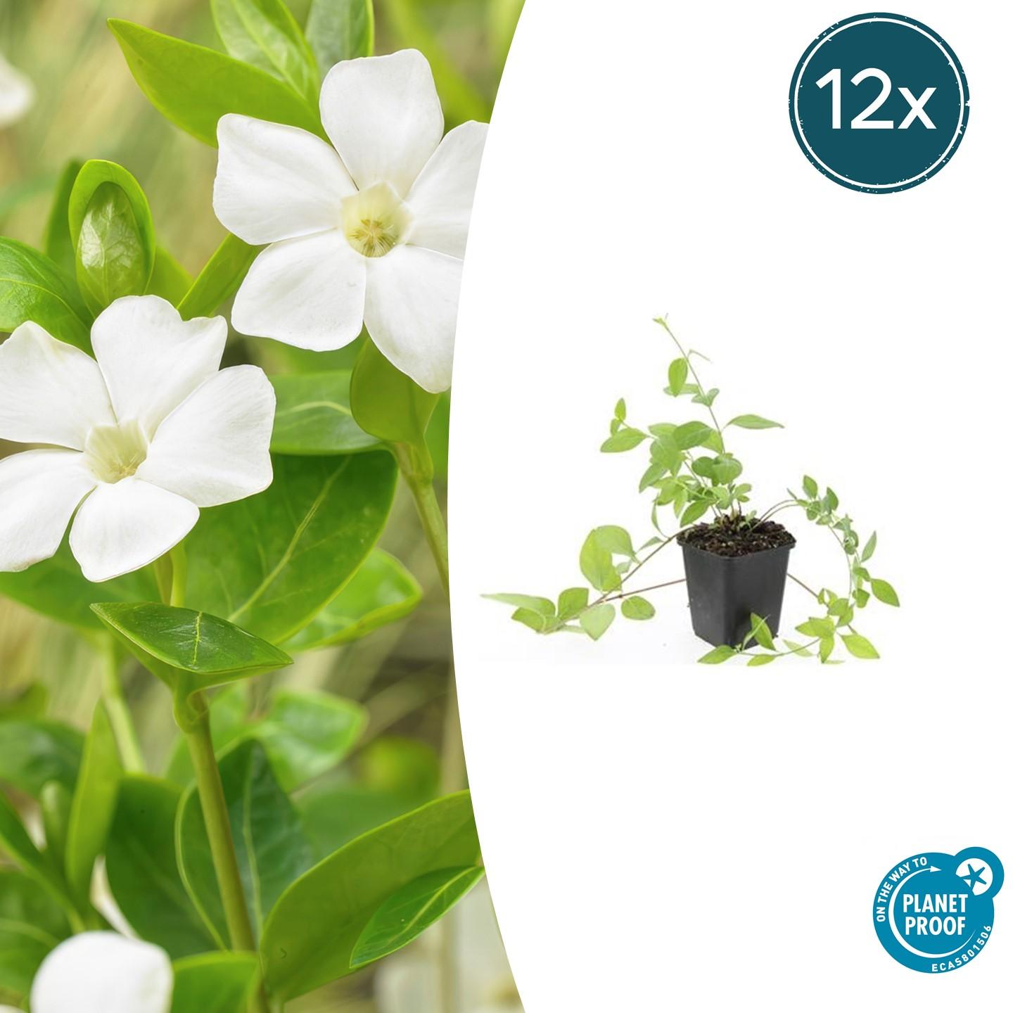 Großblättriges Immergrün Vinca major 'Alba' – Bodendecker – Ø9cm – ↕10-25cm – Weiße Blüten – pflegeleicht – Plant