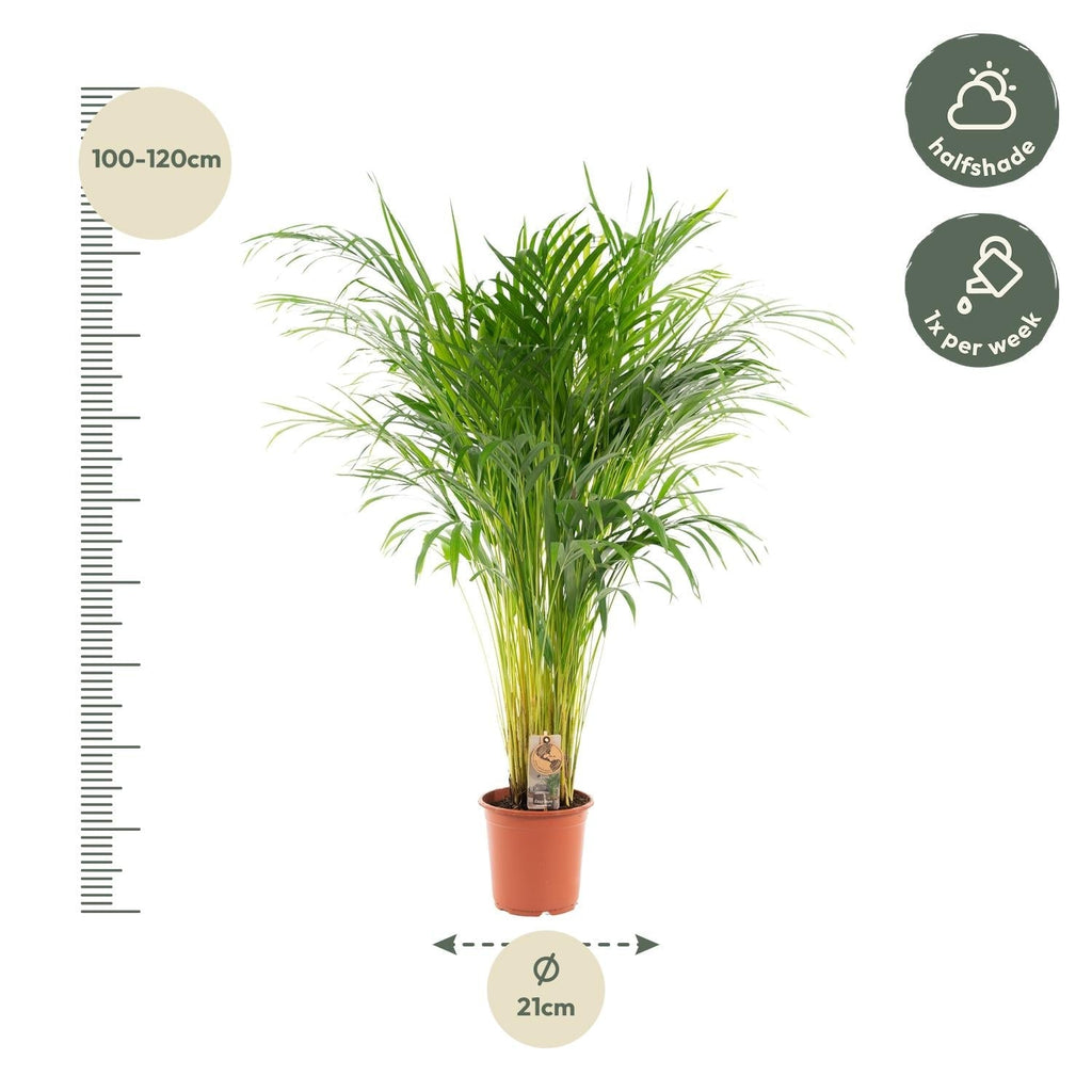 Goldfruchtpalme Areca – Zimmerpflanze Ø21cm – 110cm hoch – Luftreinigende tropische Palme für gesundes Raumklima – frisch aus der Baumschule – Plant