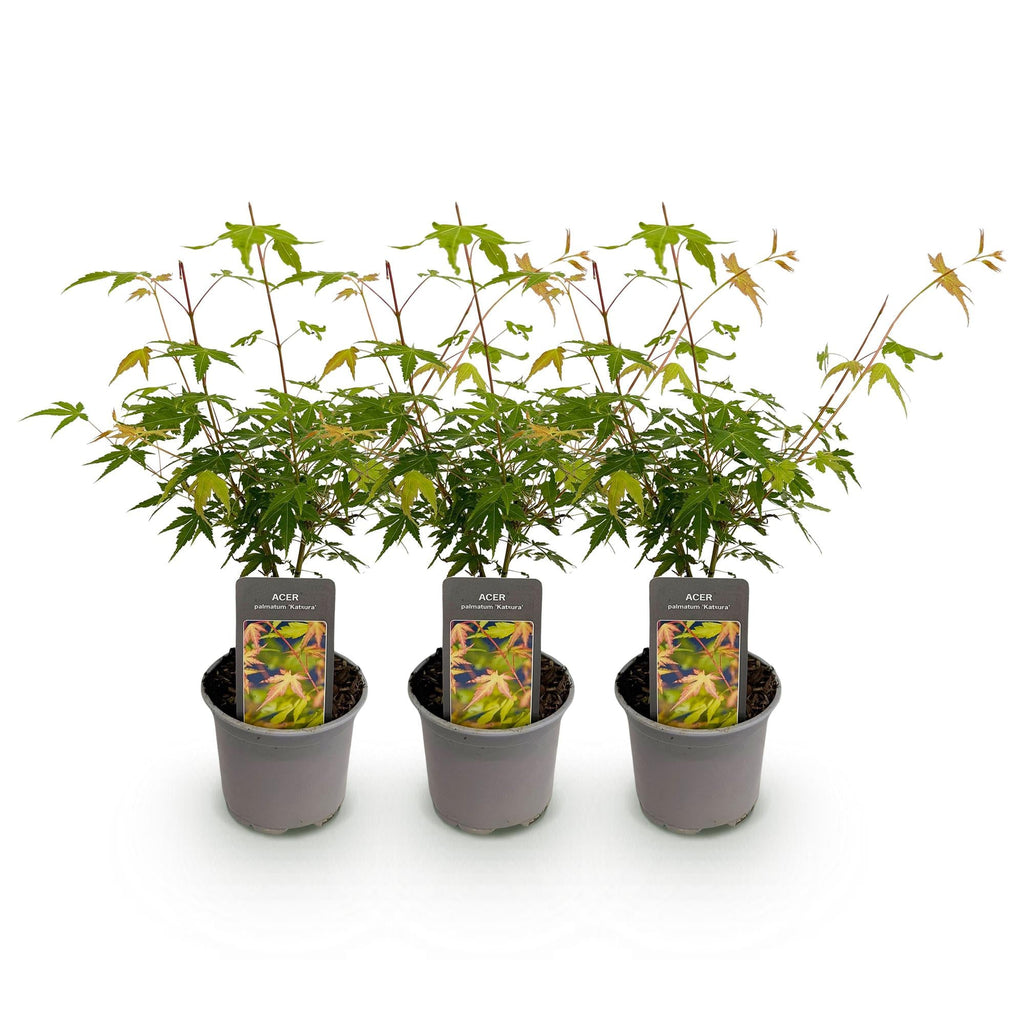 Acer palmatum Katsura – 3 Pflanzen – 12cm – Höhe ca. 35cm – Japanischer Ahorn mit goldgelbem Frühlingslaub & orangefarbener Herbstfärbung
