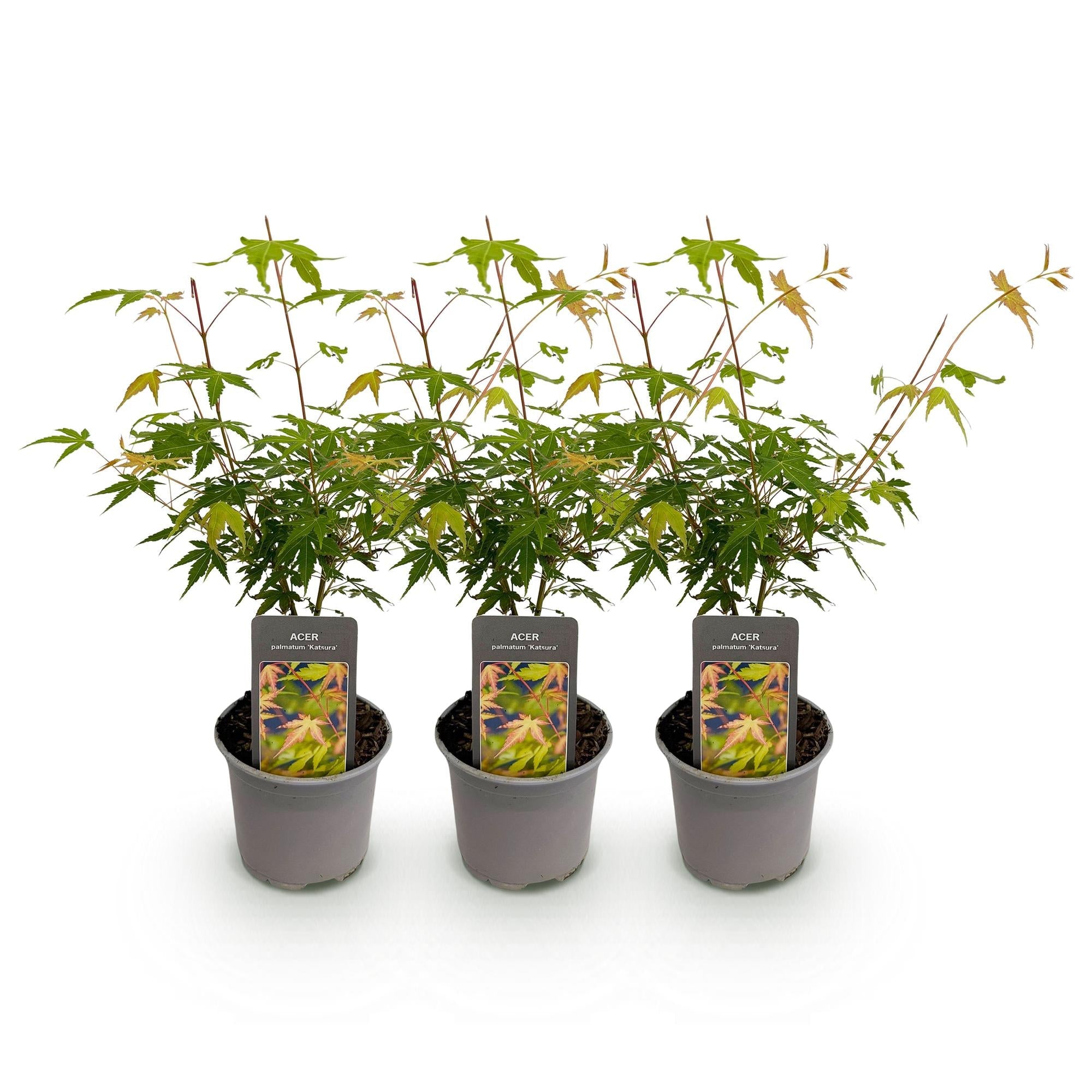 Acer palmatum Katsura – 3 Pflanzen – 12cm – Höhe ca. 35cm – Japanischer Ahorn mit goldgelbem Frühlingslaub & orangefarbener Herbstfärbung