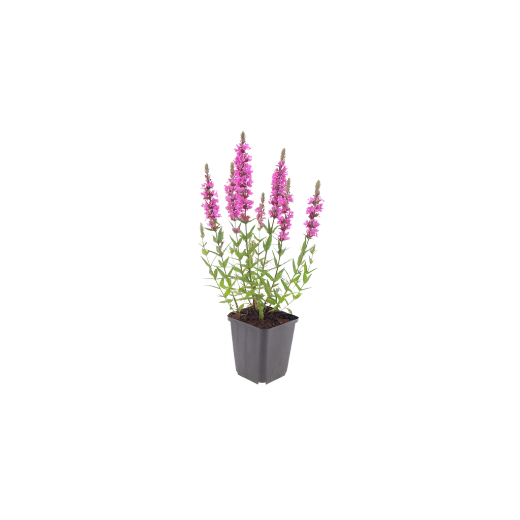 Lythrum salicaria Blutweiderich – Ø9cm – Höhe10-25cm – Rosa purpurne Blütenstaude für Teichrand & Feuchtbeet – Pflegeleicht