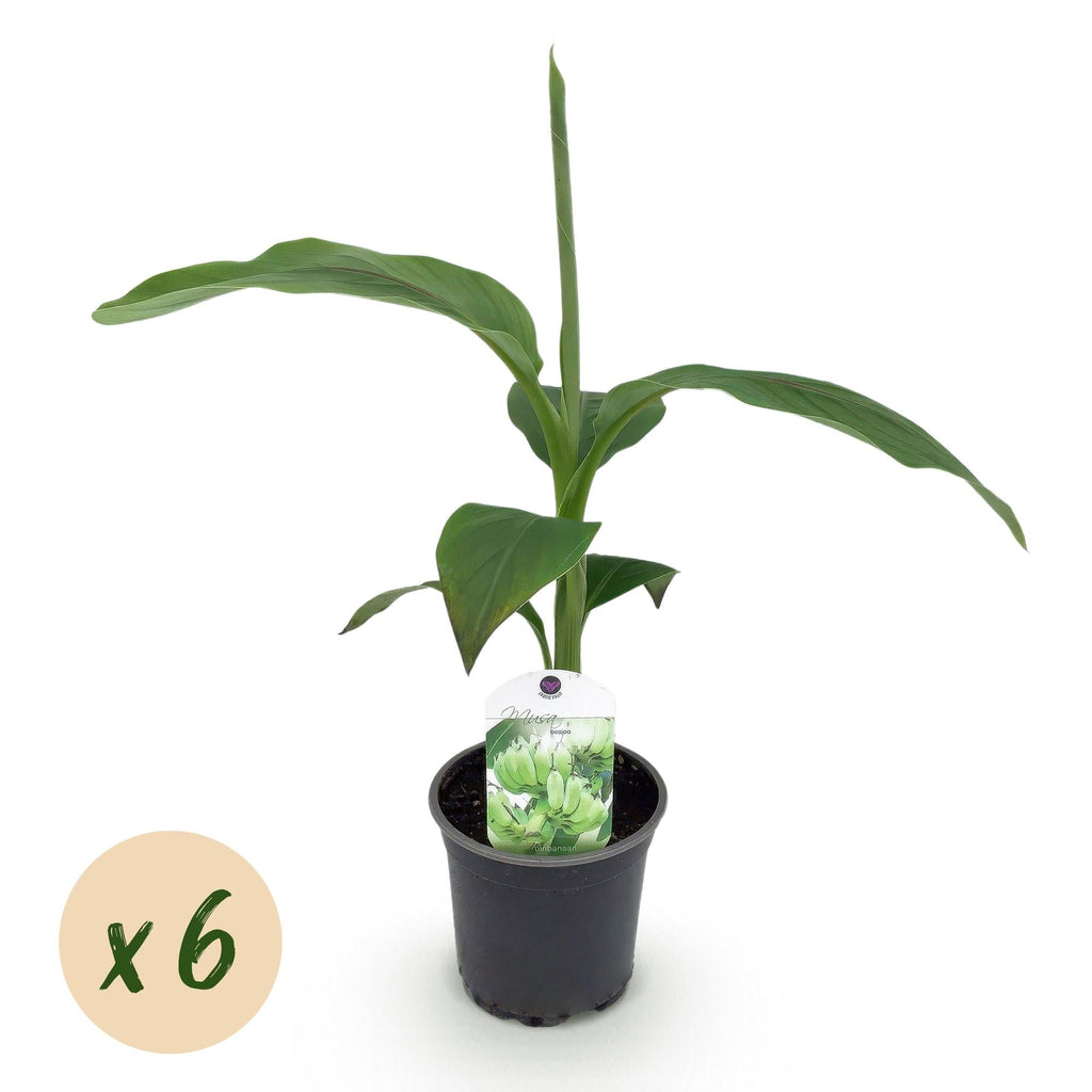 Bananenpflanze Musa Basjoo – Winterhart – Obstpflanze – Ø12cm, Höhe ca. 30cm – Exotische Gartenbanane für Beet, Terrasse & Balkon – Plant