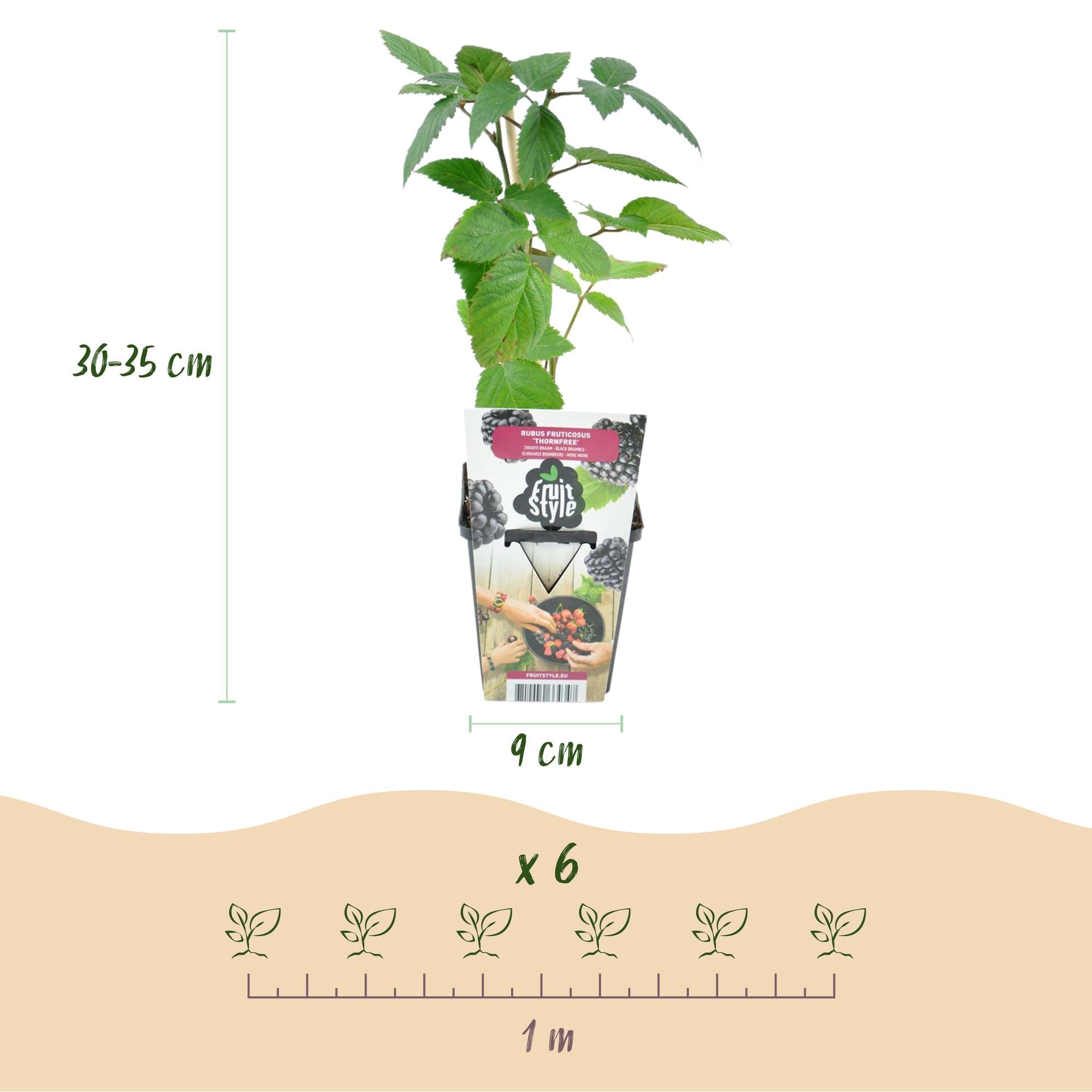 Dornlose Brombeere Rubus fruticosus winterhart 6 Pflanzen Ø9cm Höhe 30cm – Saftige Brombeeren für Garten Beet Balkon & Terrasse
