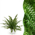 Nephrolepsis Exaltata Green Lady Farn – Zimmerpflanze im weißen Topf Ø12cm Höhe25cm – Haustierfreundliche Grünpflanze – Luftreinigend & Pflegeleicht