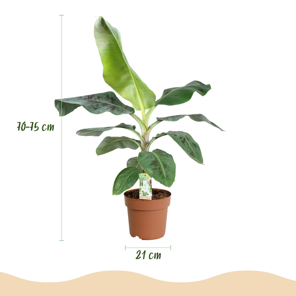 Bananenpflanze Musa acuminata Dwarf Cavendish – 70-75cm – 21cm – pflegeleicht – Plant