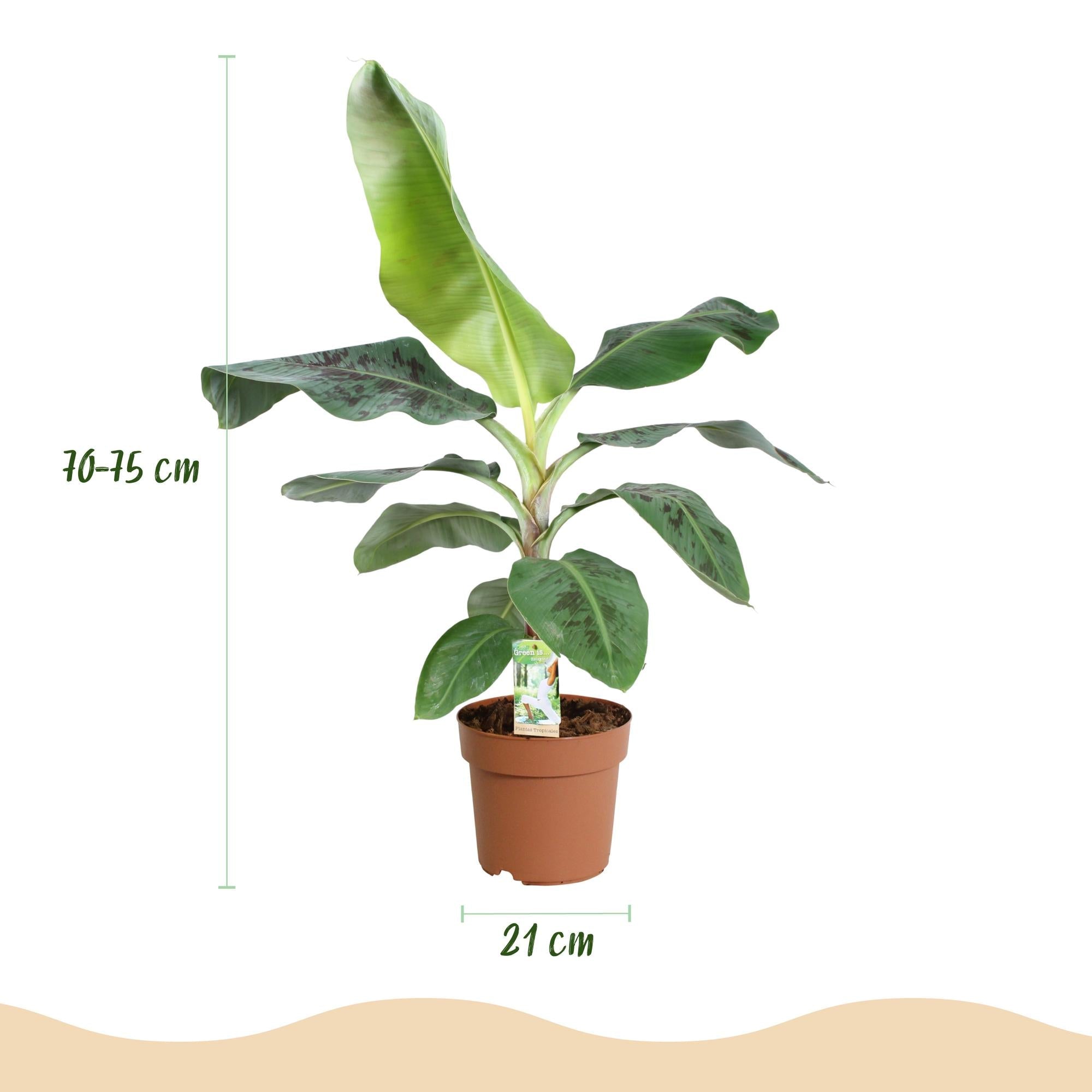 Bananenpflanze Musa acuminata Dwarf Cavendish – 70-75cm – 21cm – pflegeleicht – Plant