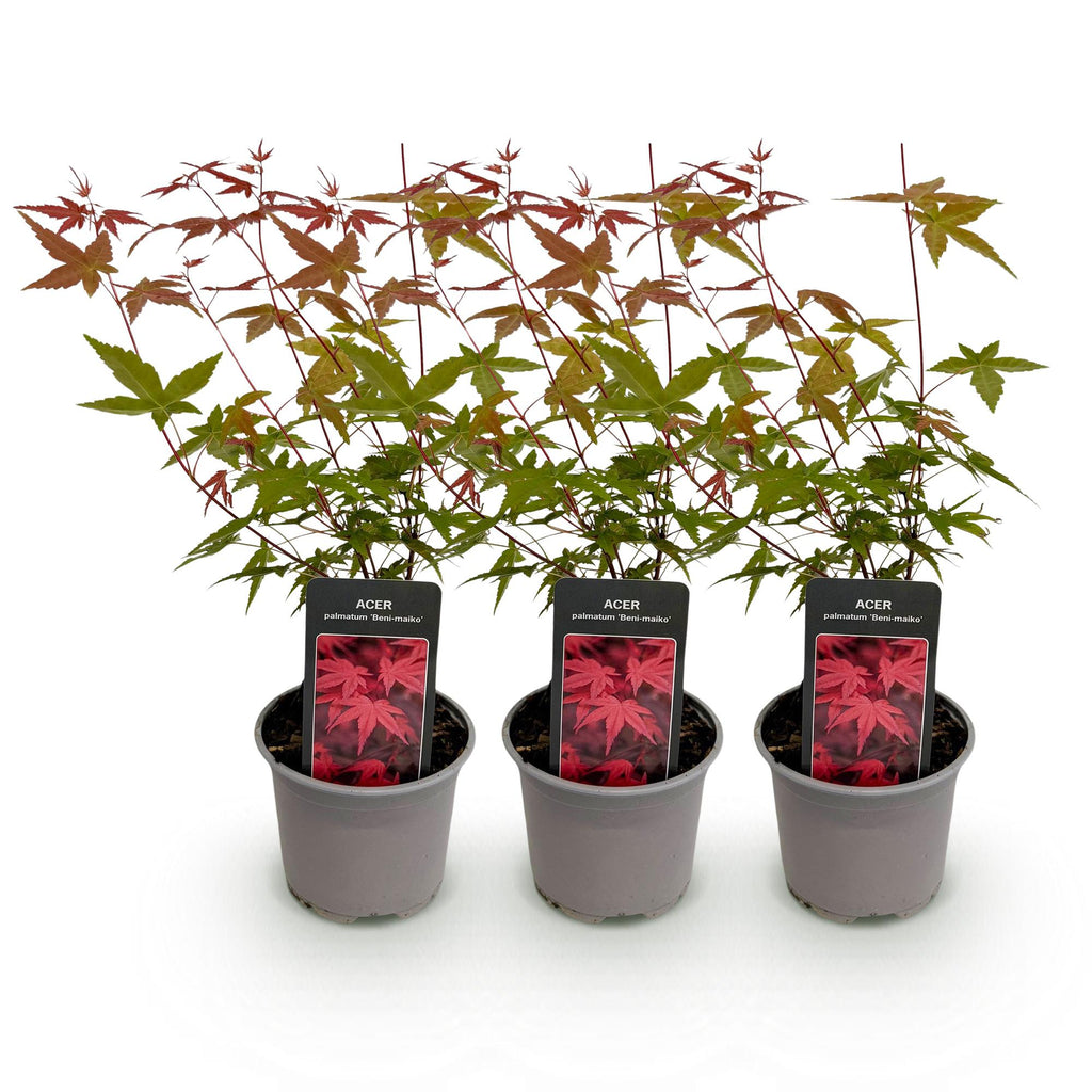 Acer palmatum Beni – maiko – 3 Pflanzen – 12cm – Höhe ca. 35cm – Japanischer Ahorn mit leuchtend roten Blättern & orangefarbener Herbstfärbung