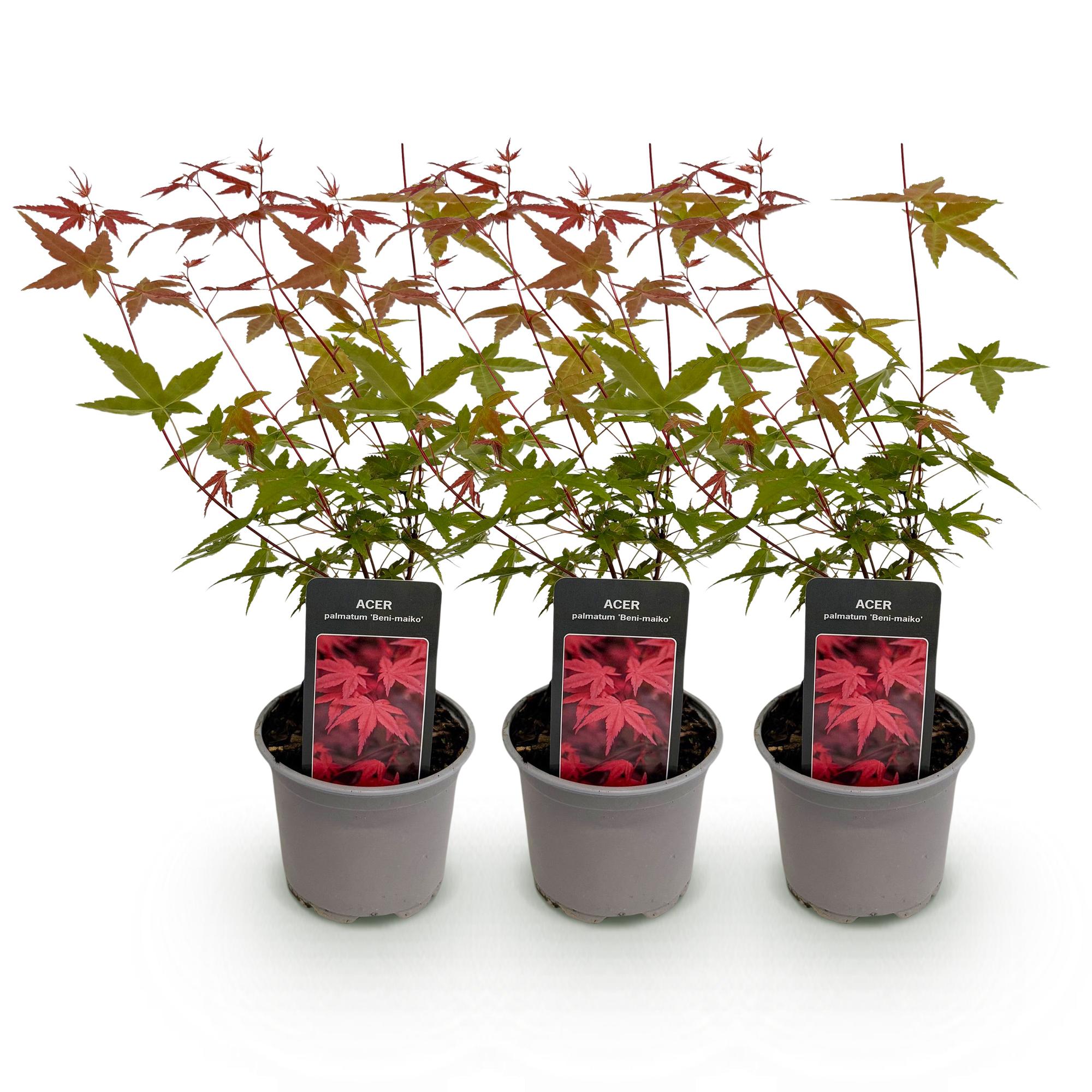 Acer palmatum Beni – maiko – 3 Pflanzen – 12cm – Höhe ca. 35cm – Japanischer Ahorn mit leuchtend roten Blättern & orangefarbener Herbstfärbung