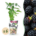 Dornlose Brombeere Rubus fruticosus winterhart 6 Pflanzen Ø9cm Höhe 30cm – Saftige Brombeeren für Garten Beet Balkon & Terrasse