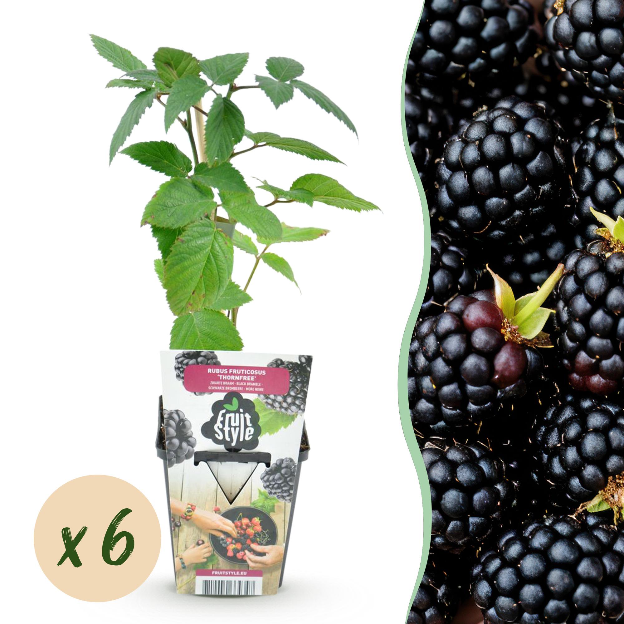 Dornlose Brombeere Rubus fruticosus winterhart 6 Pflanzen Ø9cm Höhe 30cm – Saftige Brombeeren für Garten Beet Balkon & Terrasse
