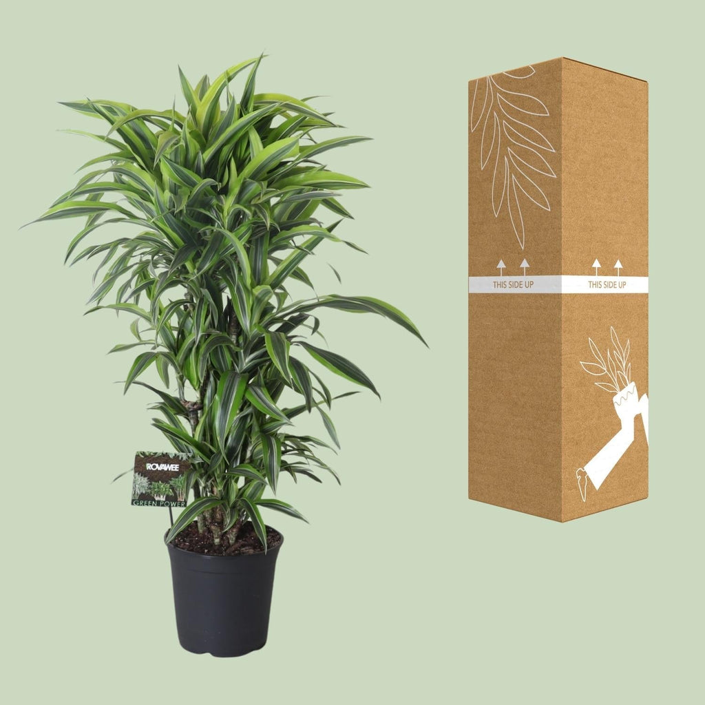 Drachenbaum Dracaena Fragrans 'Lemon Lime' – Zimmerpflanze – Ø27cm – Ca. 120 cm hoch – Pflegeleichte Grünpflanze mit auffällig grün-gelben Blättern & roten Rändern – Plant