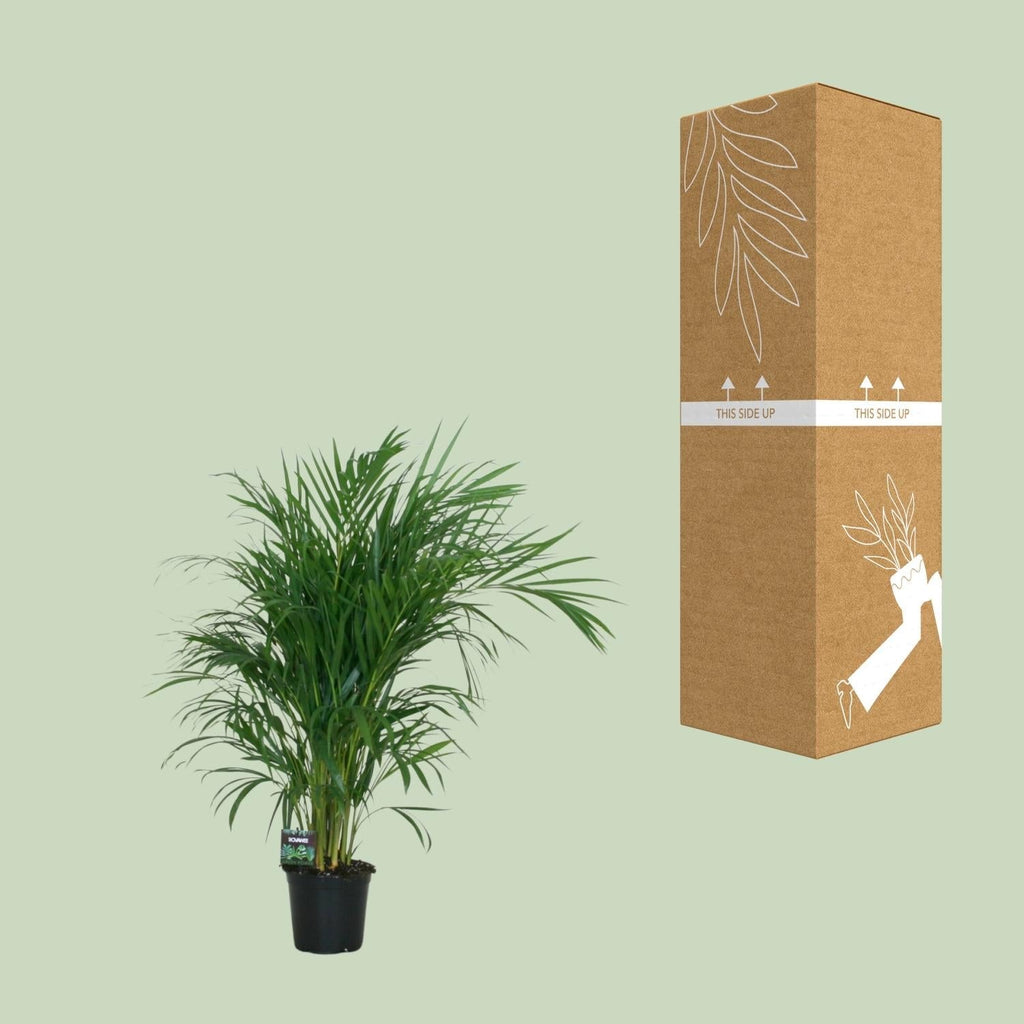 Goldfruchtpalme – Dypsis lutescens – Zimmerpflanze – Luftreinigende Bambuspalme – ca. 100–120 cm hoch – Ø19 cm Topf – Tropisches Raumgrün für Wohnung & Büro – Plant