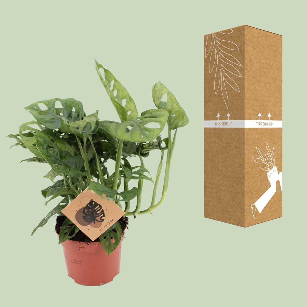 Fensterblatt – Monstera Monkey Leaf – Zimmerpflanze – Ø12cm – ↕30cm – Pflegeleicht & luftreinigend – Plant