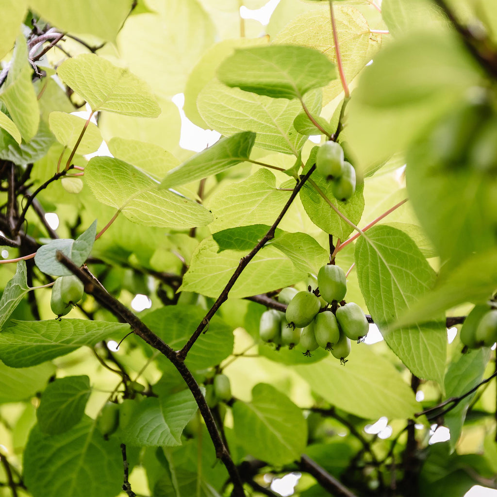 Kiwi Actinidia arguta Issai – 2 Pflanzen 11cm – ca. 40cm hoch – Winterharte Kiwibeere Obstpflanze mit süßen grünen Früchten – Pflegeleicht & kompakt für Garten & Terrasse – Plant
