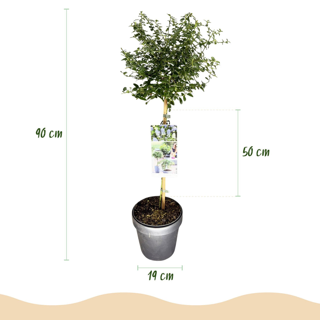 Kalifornischer Flieder Ceanothus thyrsiflorus Repens Ø19cm Höhe90cm – Immergrüner Zierstrauch mit blau – lila Blüten – Plant
